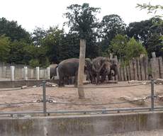 Elefanten-4.jpg